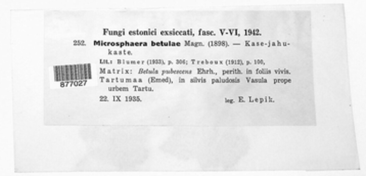 Erysiphe ornata image